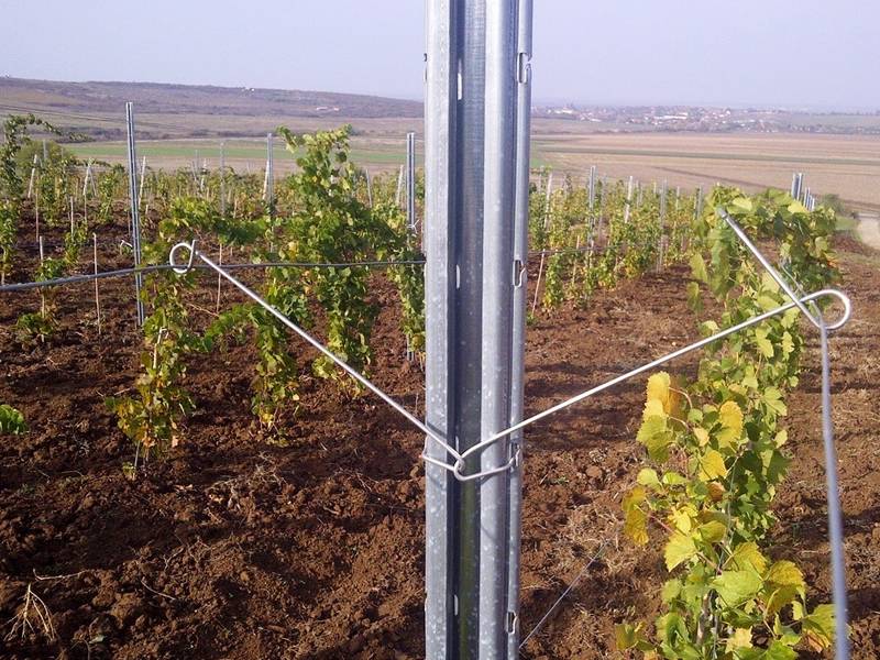 Dingbo Array image66